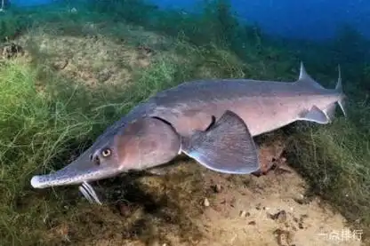 西伯利亚鲟,濒临灭绝的淡水鱼|产卵场|冷水性|水生动物_网易订阅