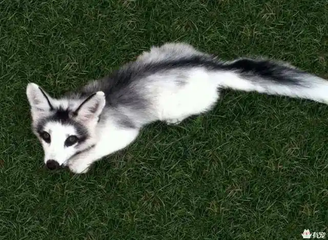 就开始疯狂捕捉,然后开始大量人工繁殖,就这样野生的熊猫狐几乎灭绝