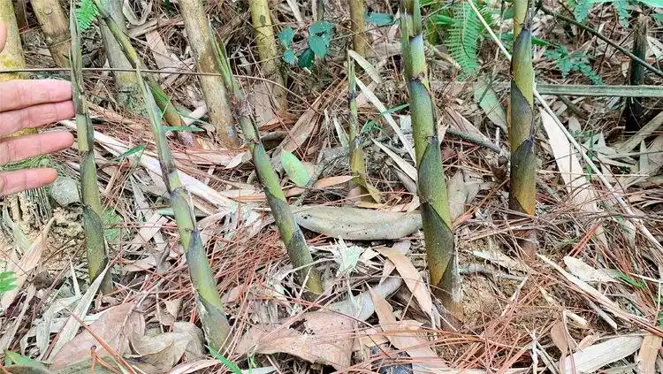 乡村大山遍地都是竹笋,这座山竹笋拔完都不累,实在过瘾