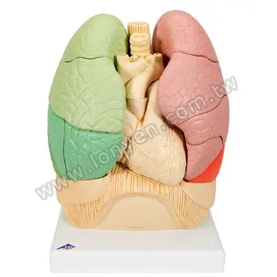 3b肺部分区模型