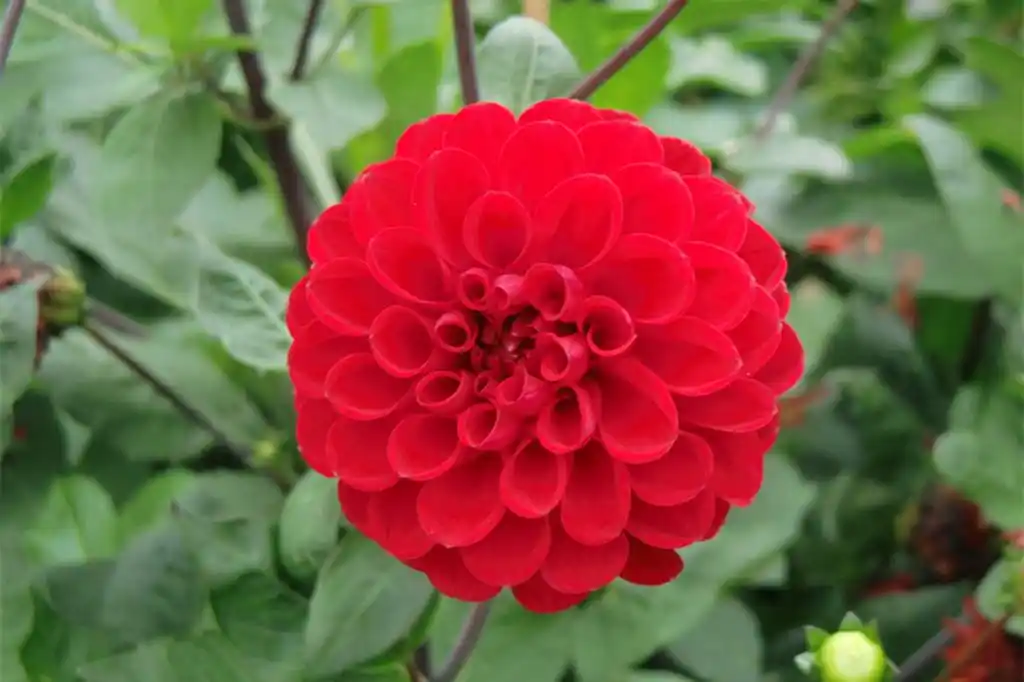 热情灿烂的大丽花.