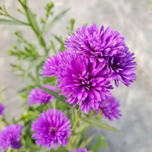 紫菀重瓣荷兰菊 耐热夏季 室外植物耐寒宿根庭院阳台花镜盆栽组合--爱