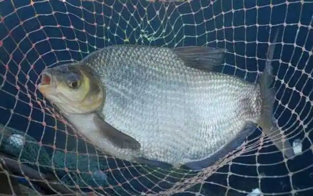 广义上的鳊鱼还包括三角鲂(三角鳊),团头鲂(武昌鱼)等鲤科鲂属鱼类