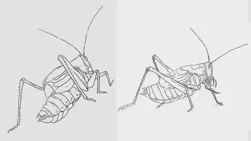 亲,两只钢笔画蝈蝈请签收!