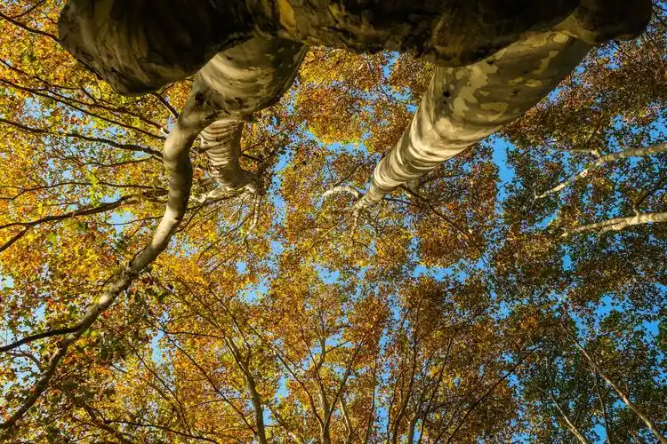 秋天里的梧桐树vv首发