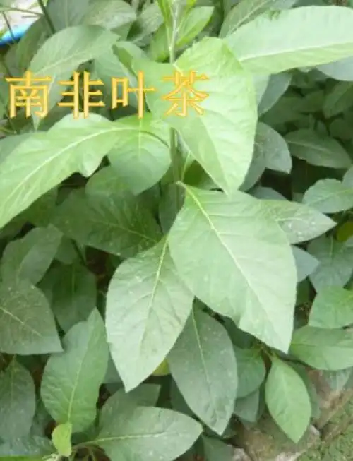 南非叶茶黎宝海南热带种植