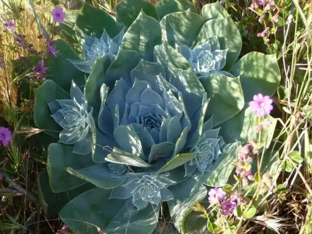 多肉植物图鉴之雪山