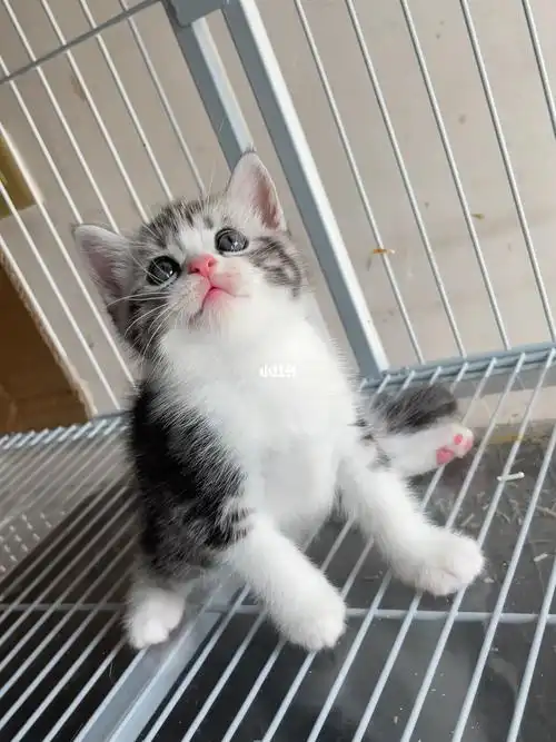 送过度粮,猫包小零食～#有偿领养猫咪  #家庭繁育  #银渐层  #美短