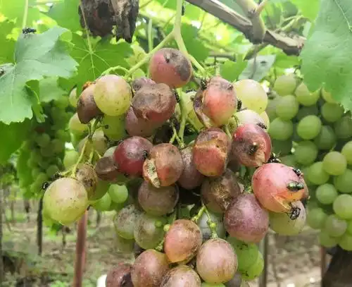 你的葡萄园里有腐烂,流汁液,醋酸味的果穗吗?谨防葡萄酸腐病!