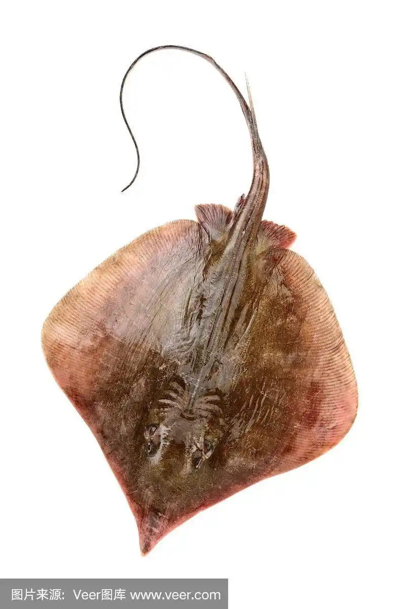 鲜鳐鱼孤立在白色背景上