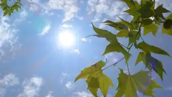 【4k原创】夏季烈日炎炎的太阳和蝉视频素材