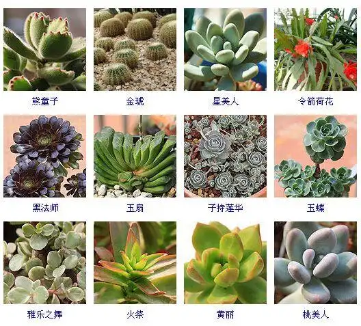 【图鉴】多肉植物的品种大全(215个品种)-3