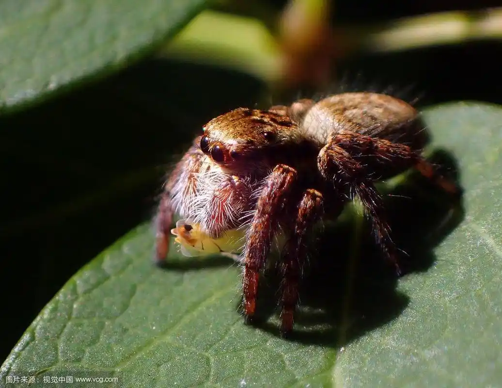 猫跳蛛(黄斑猫)