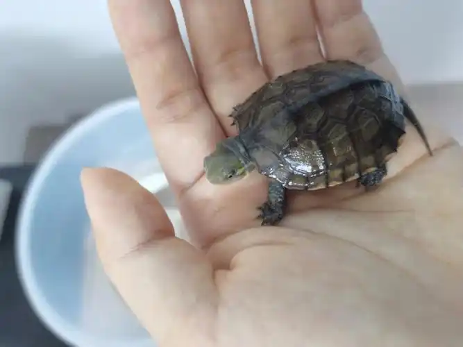 黄喉拟水龟  #养龟龟的龟友们 ,请问这是腐皮了么?