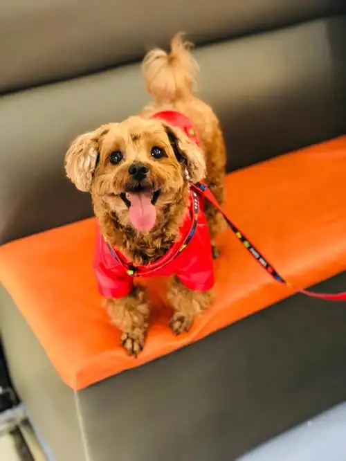 串串狗子也可以很可爱