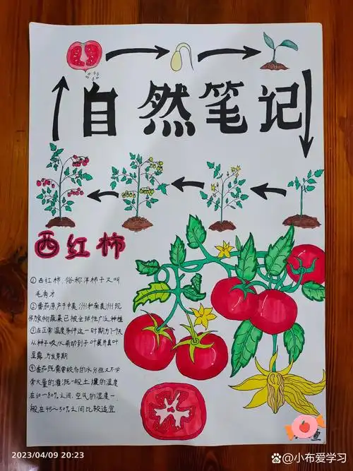 自然笔记:西红柿