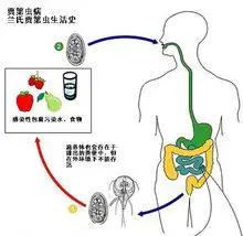 蓝氏贾第鞭毛虫