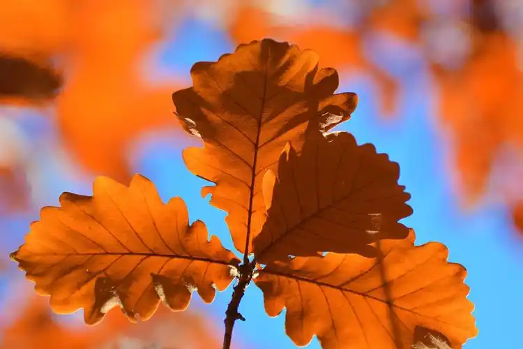 逆光下蒙古栎树的叶子,原创拍摄_高清图集_新浪网