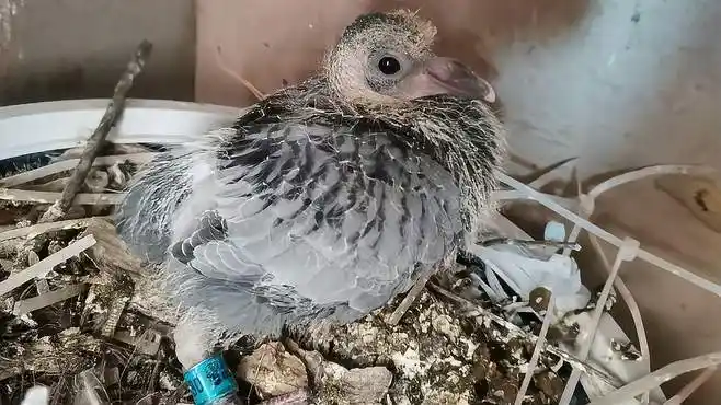 前段时间鸽子出现了缩脖炸毛不爱动的症状,用了几天药明显好转-vlog