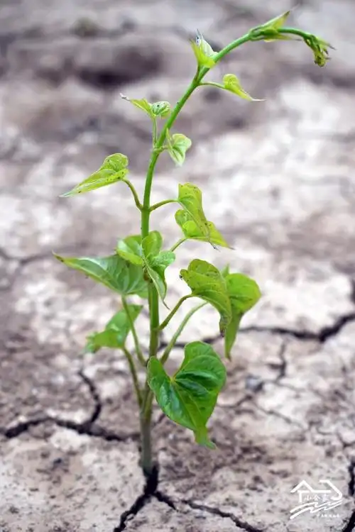 焦作温县铁棍山药