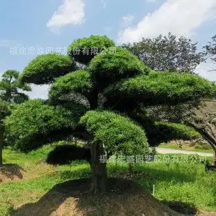 精品罗汉松云片名贵苗木基地直销别墅景观造型树木漳州宏盛园艺
