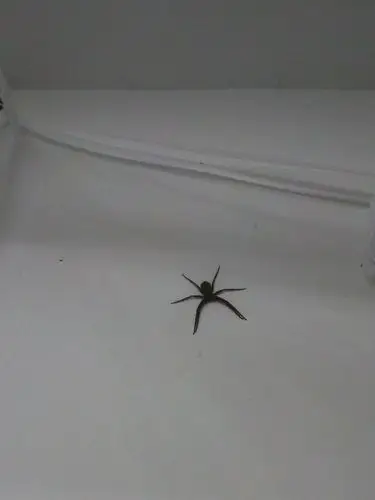 131lv6 擅长:暂未定制 向ta提问私信ta  展开全部 没有,这个是喜蜘蛛