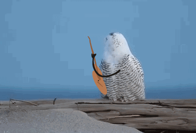 雪鸮动图很像海德薇呢29乛v乛29嘿嘿