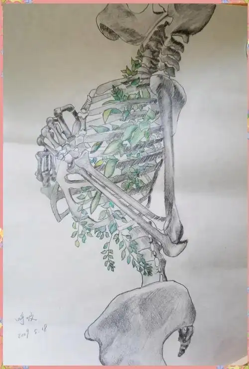 医学生解剖绘图大赛三等奖作品精选