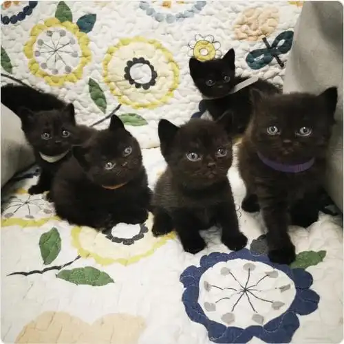 上海孟买纯黑幼猫有喜欢的嘛白菜价出啦