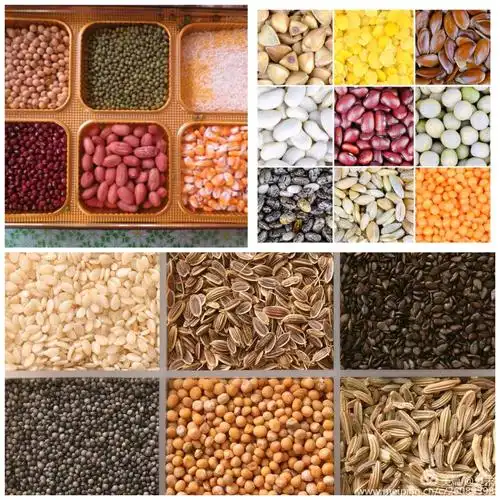 小二班第八周"认识种子"——让我们一起走进种子的世界!