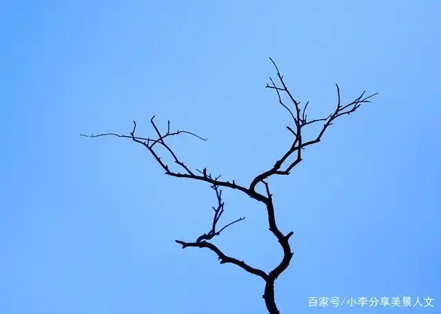 这根树枝不断伸展,也展现出唯美的形态,给人一种舒适的视觉享受.