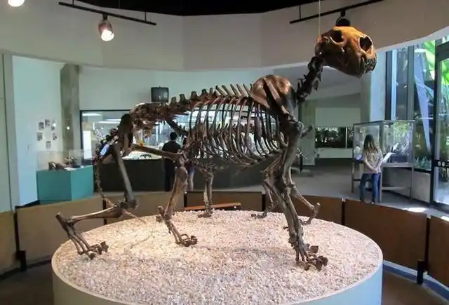 狮虎都是各自地区的王者为什么残暴狮却是北美草原的二三流角色