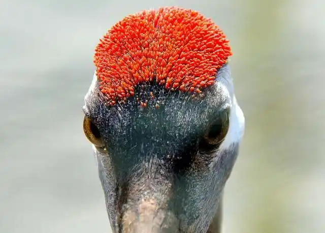 丹顶鹤头顶的红肉冠有毒吗|丹顶|丹顶鹤|头顶_新浪新闻