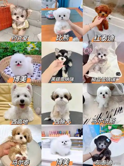 附近买比熊犬首页网站附近比熊犬多少钱一只丨附近比熊犬多少钱一只