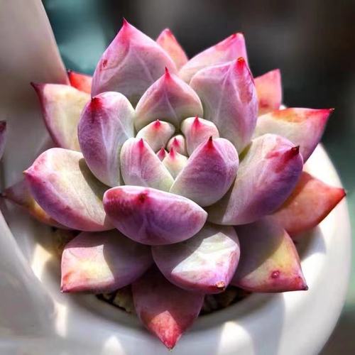 野卡多肉植物 北极熊 卡罗拉萌肉室内办公室绿植带原盆土种好发货