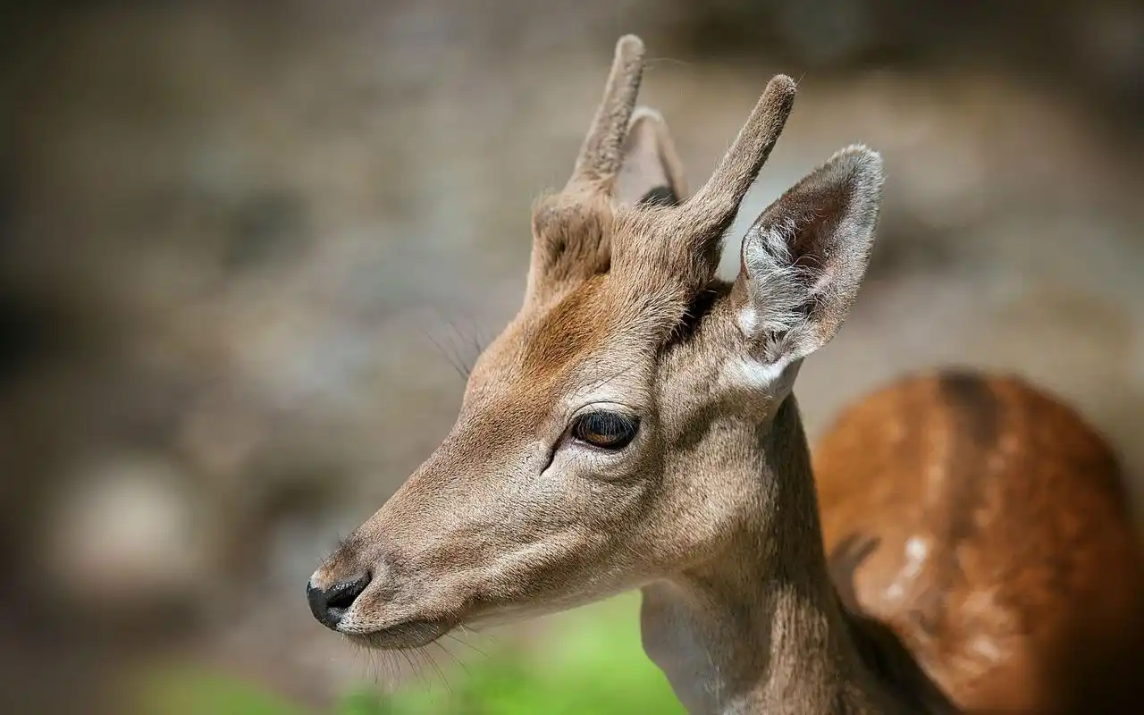 森林可爱呆萌小鹿高清图片桌面壁纸