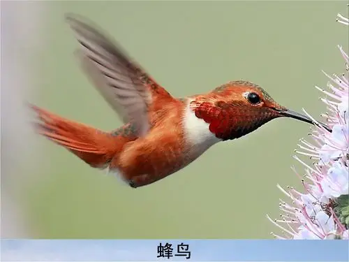 看图识鸟 (8) 蜂鸟