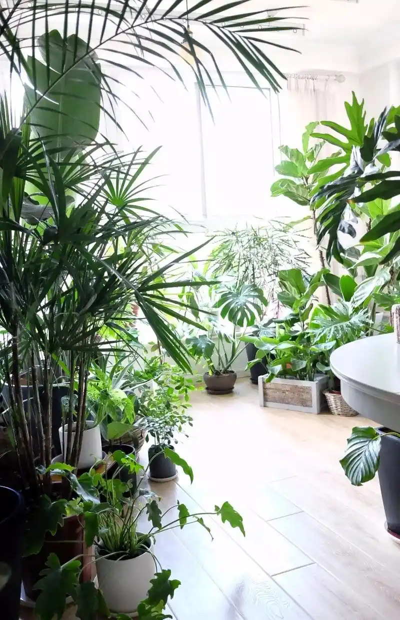 【改造家】她花15万用60株绿植,在家里打造出一片小森林!