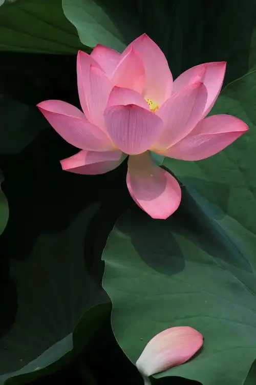 夏天最美的,莫过于荷花.荷花素有"出淤泥而不染"的美誉(2018.6-7)拍照