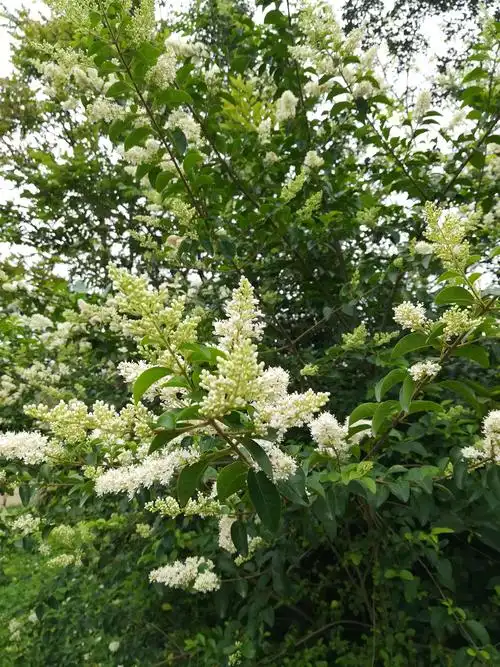 小腊:别名水黄杨,黄心柳,千张树.木犀科女贞属,落叶小灌木.