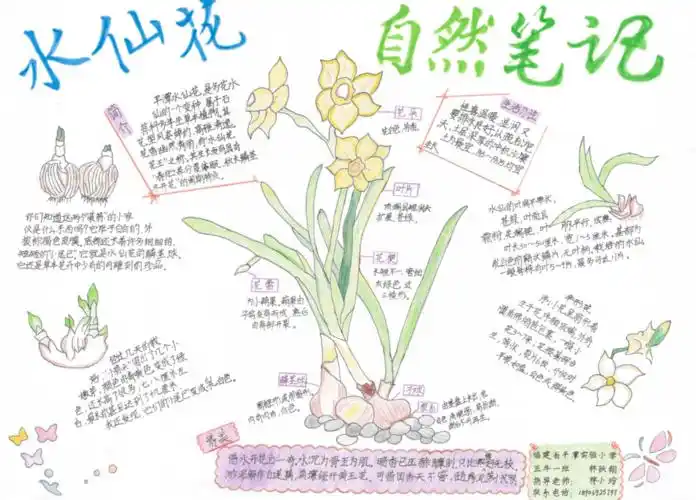 《水仙花》二等奖我们对2021年福建省青少年自然笔记征集活动中获得
