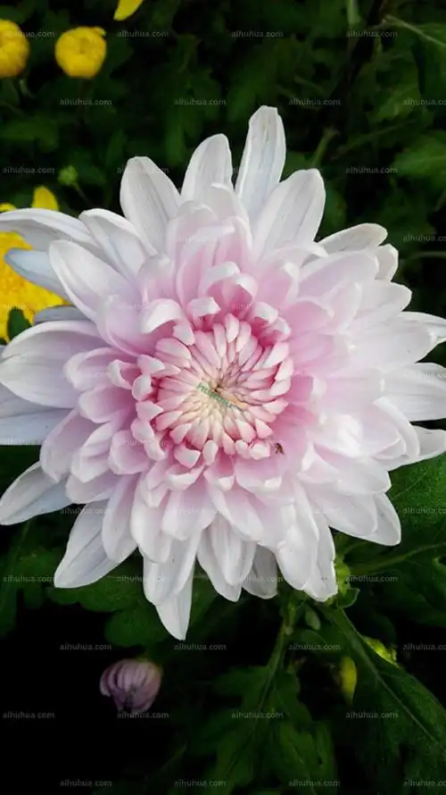 菊花图片_白的菊花图片大全 - 花卉网