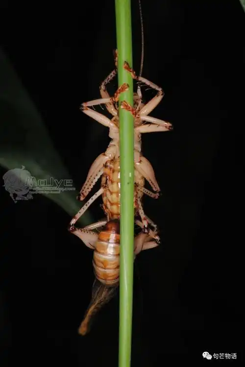 一对透翅蟋螽正在交配,可能是明透翅蟋螽.优草螽属euconocephalus sp.