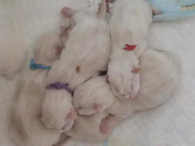 92首先,猫咪太小,两个月才开始打疫苗,三针打