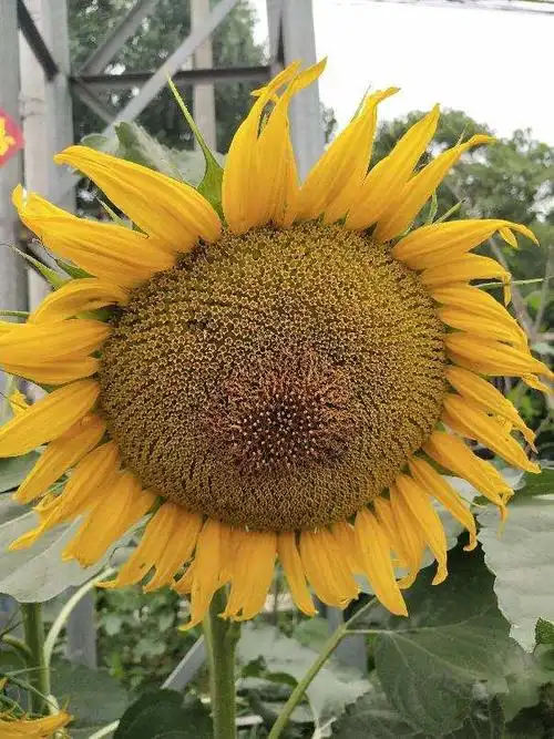 超喜欢太阳的向日葵,春天播种最合适,3天就长叶