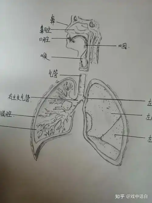 人体解剖图片 - 知乎