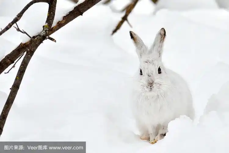 雪中的白兔子