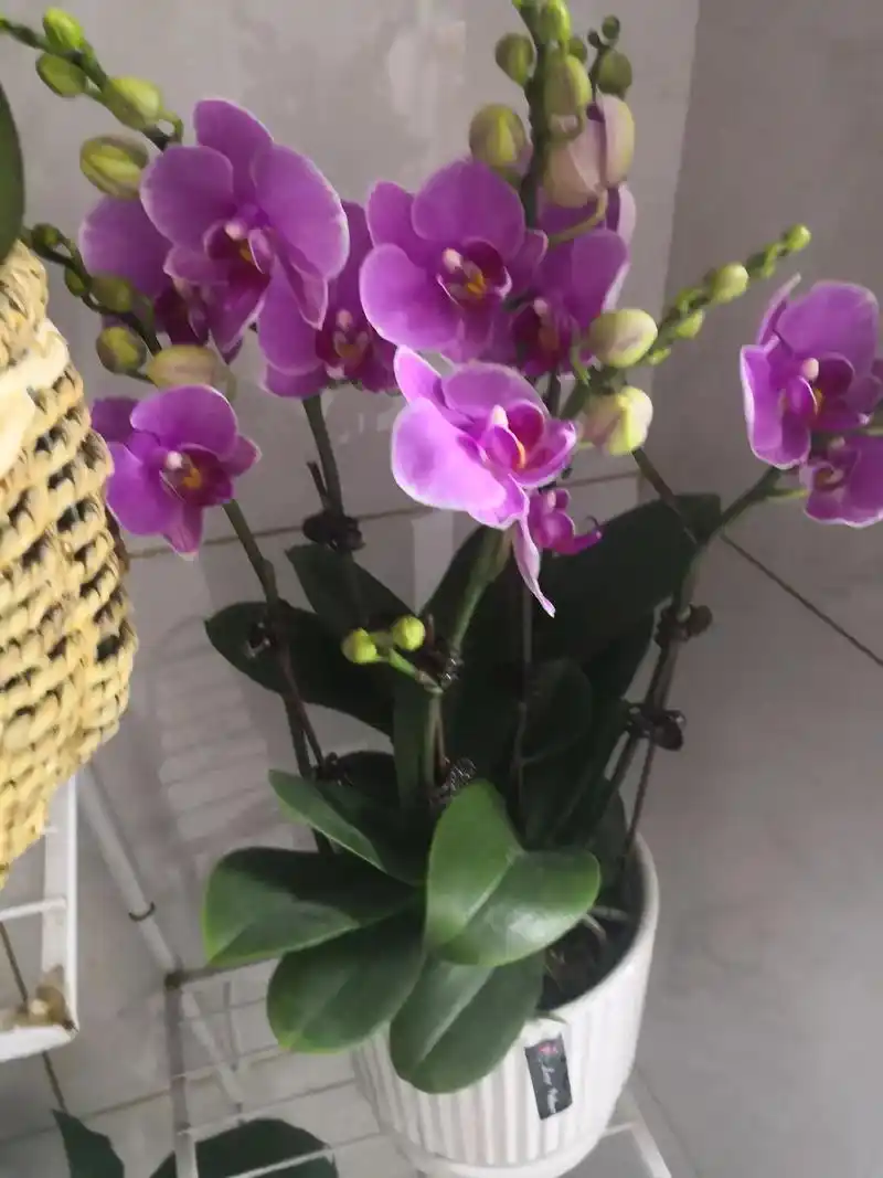 悦人,不如悦己#客厅蝴蝶兰 #花开富贵好运来 #爱生活爱鲜花 - 抖音