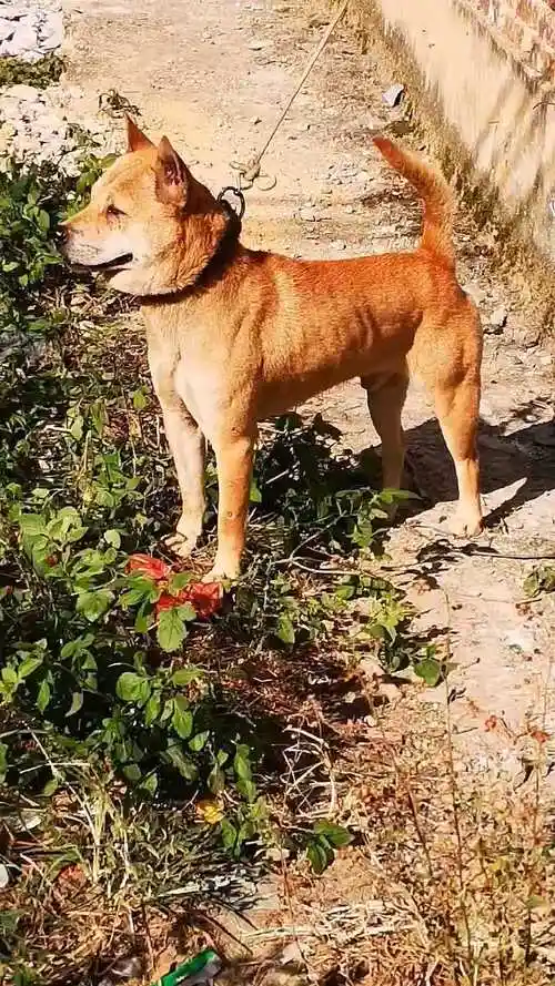 广西土猎犬极品大黄