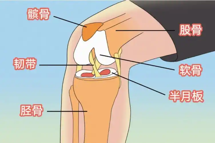 膝关节,是人体最大,最复杂的关节.